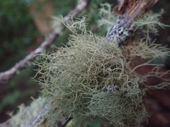 Usnea dasaea