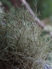 Usnea dasaea
