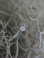 Usnea dasaea