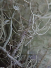 Usnea dasaea