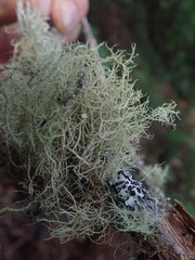 Usnea dasaea