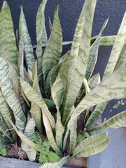 Sansevieria trifasciata