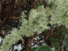 Usnea ciliifera