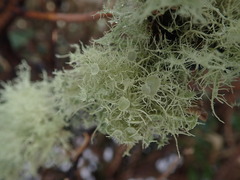 Usnea ciliifera