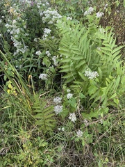 Mikania scandens image