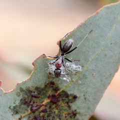 Myrmophyma