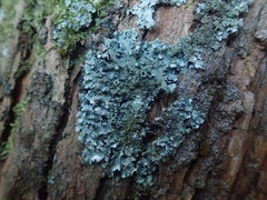 Hypotrachyna imbricatula