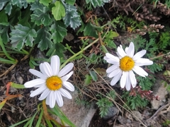 Chrysanthemum coreanum