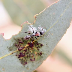Myrmophyma