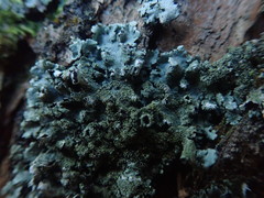 Hypotrachyna imbricatula