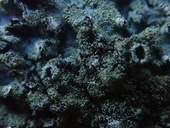 Hypotrachyna imbricatula