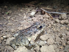 Limnonectes macrodon