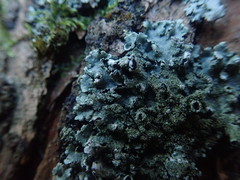 Hypotrachyna imbricatula