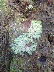 Parmotrema subtinctorium