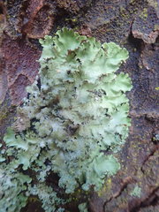 Parmotrema subtinctorium