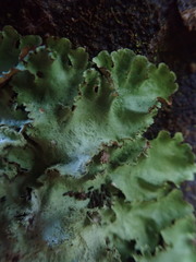 Parmotrema subtinctorium