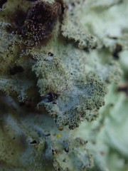 Parmotrema subtinctorium