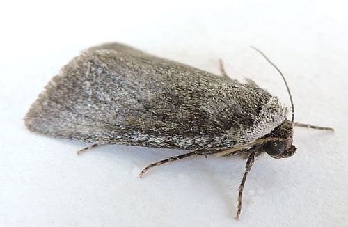 Sympistis astrigata