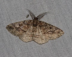 Pterospoda nigrescens