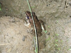 Limnonectes macrodon