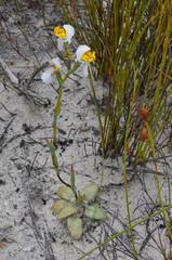 Disa flexuosa