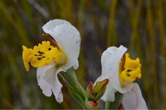 Disa flexuosa