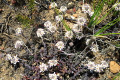 Pseudoselago prostrata