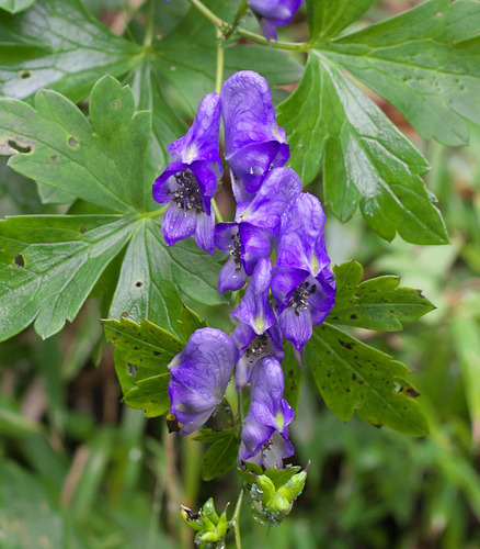 Aconitum grossedentatum iNat (1)