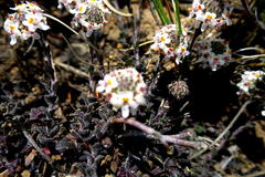 Pseudoselago prostrata