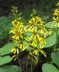 Ligularia fischeri