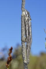 Bradypodion gutturale