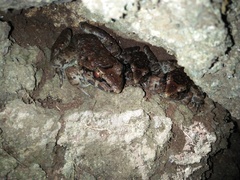 Limnonectes macrodon