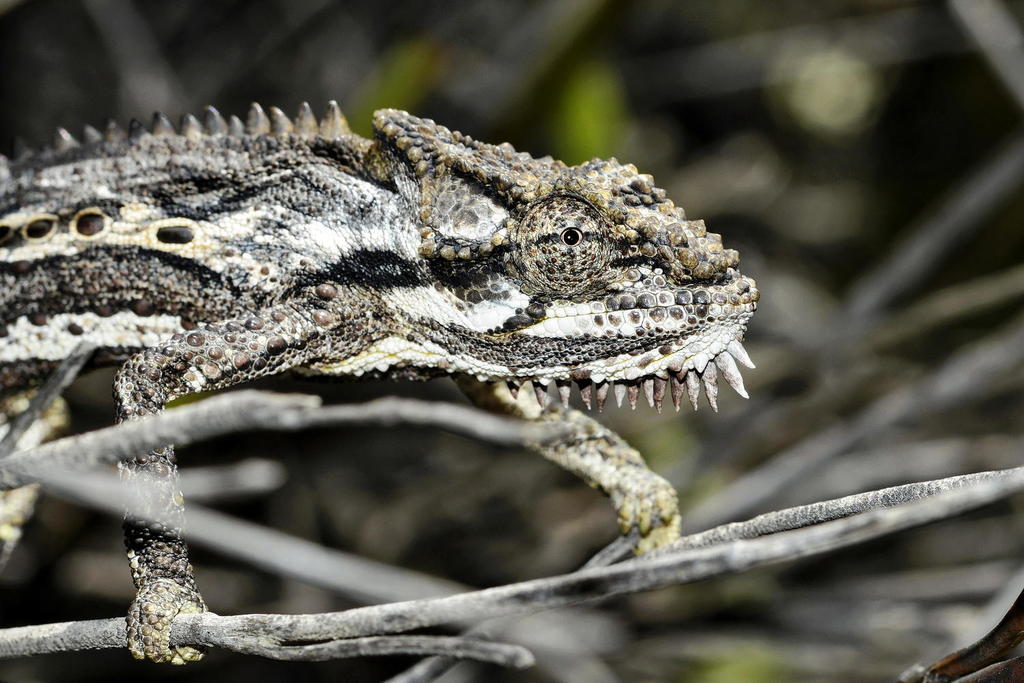 Little Karoo Dwarf Chameleon