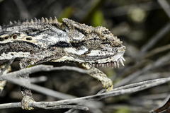 Bradypodion gutturale