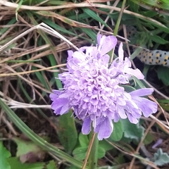 Scabiosa lachnophylla
