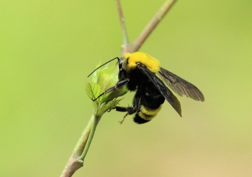 Bombus steindachneri Handlirsch, 1888