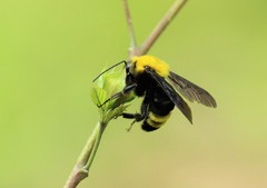 Bombus steindachneri