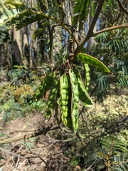 Paraserianthes