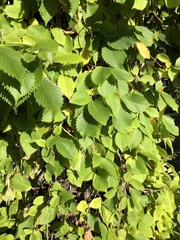 Ulmus americana