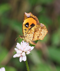 Pterodecta felderi