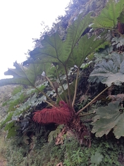 Gunnera manicata