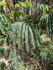 Paraserianthes