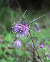 Cirsium tashiroi