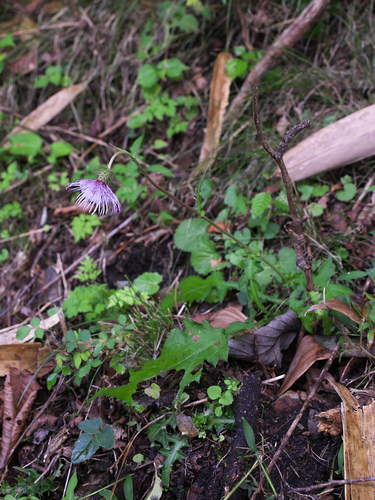 Cirsium tashiroi iNat (1)