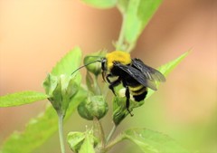 Bombus steindachneri