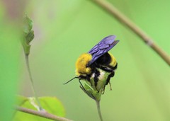Bombus steindachneri