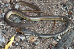 Masticophis bilineatus