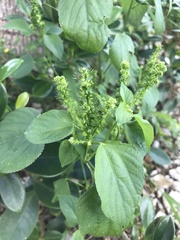 Magnoliopsida