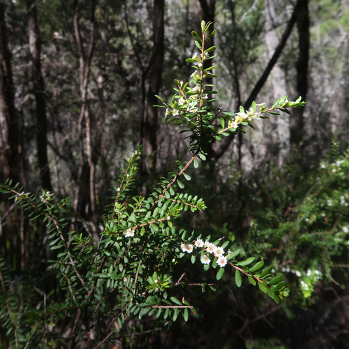 Image of Heather Bush (Thryptomene micrantha) by no rights reserved