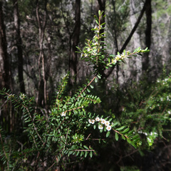 Thryptomene micrantha
